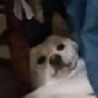 Draddog