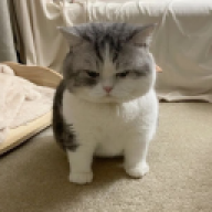 Ammastus