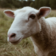 hornz