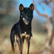 Verolf