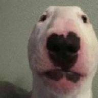 sneltus