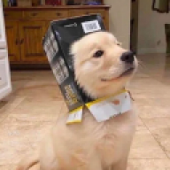 Lapyx