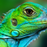 Lizard