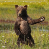 Cubs