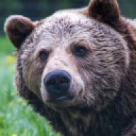 Baerhug